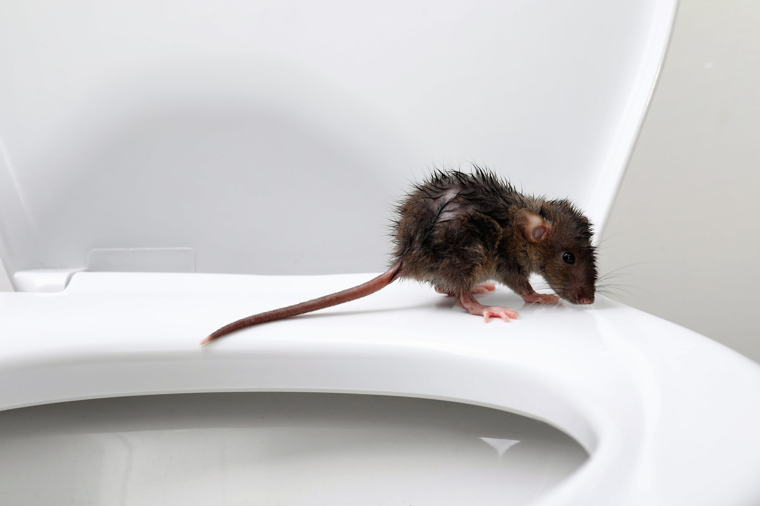 Wet rat on toilet bowl in bathroom. pest control